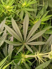 Tangie - Crockett Family Farm