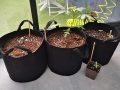 Dinamed Kush Auto & Purple Orange CBD & Dinamed CBD +