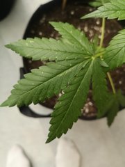 Dégats Thrips ?