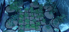 IMG_20200619_200136.jpg