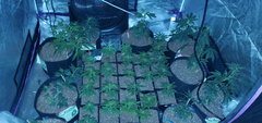 IMG_20200619_200307.jpg