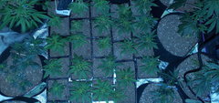 IMG_20200619_200320.jpg