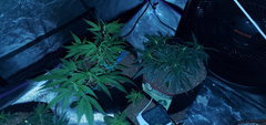 IMG_20200619_200344.jpg