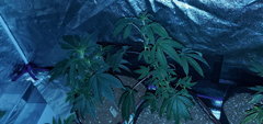 IMG_20200619_200414.jpg