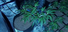 IMG_20200619_200532.jpg