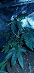 IMG_20200619_200647.jpg