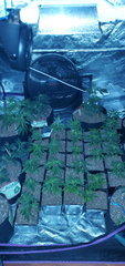 IMG_20200619_200754.jpg