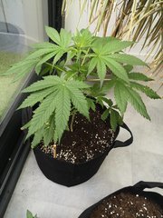 Purple Orange CBD