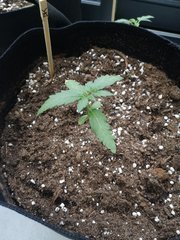 Dinamed Kush Auto 2
