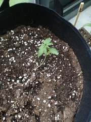 Dinamed Kush Auto 1