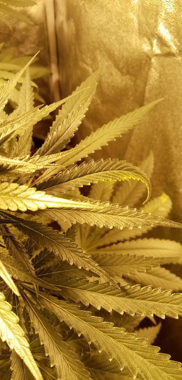 1595363473641768814483798718996.thumb.jpg.b1156c1322163316464b77891605cd2d.jpg