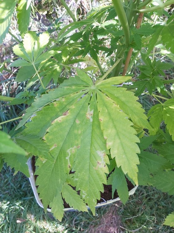 20200729_105250.jpg