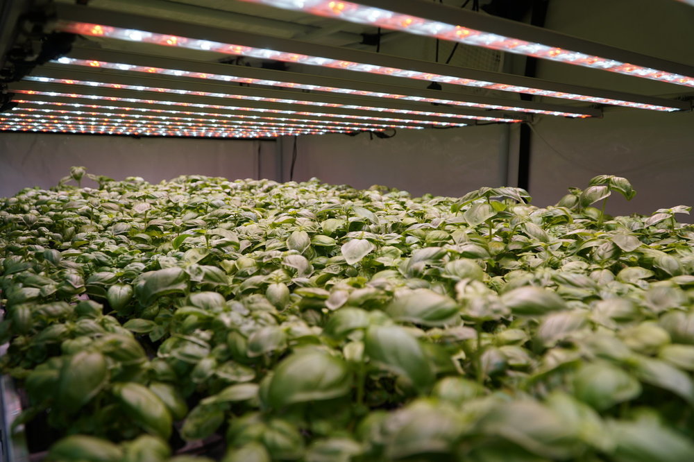 808006846_SANlightFLEX20Basil.thumb.JPG.ff049c5218bc9f78992ac7f1644d7d3b.JPG