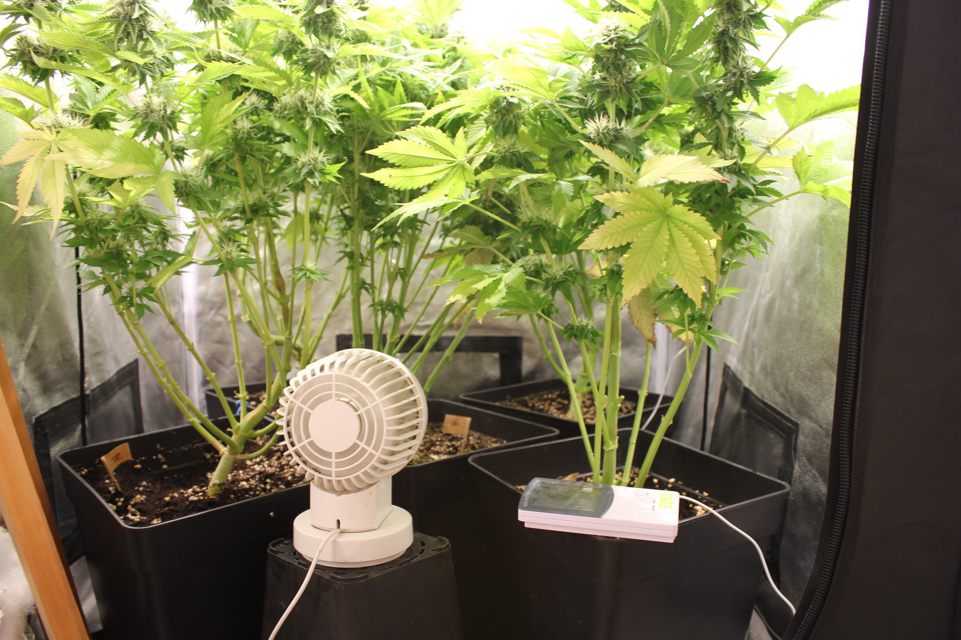 https://www.cannaweed.com/uploads/monthly_2020_07/IMG_5684.JPG.dd14f32d5d3e1e96e9e4d9bb3bafb3ca.JPG