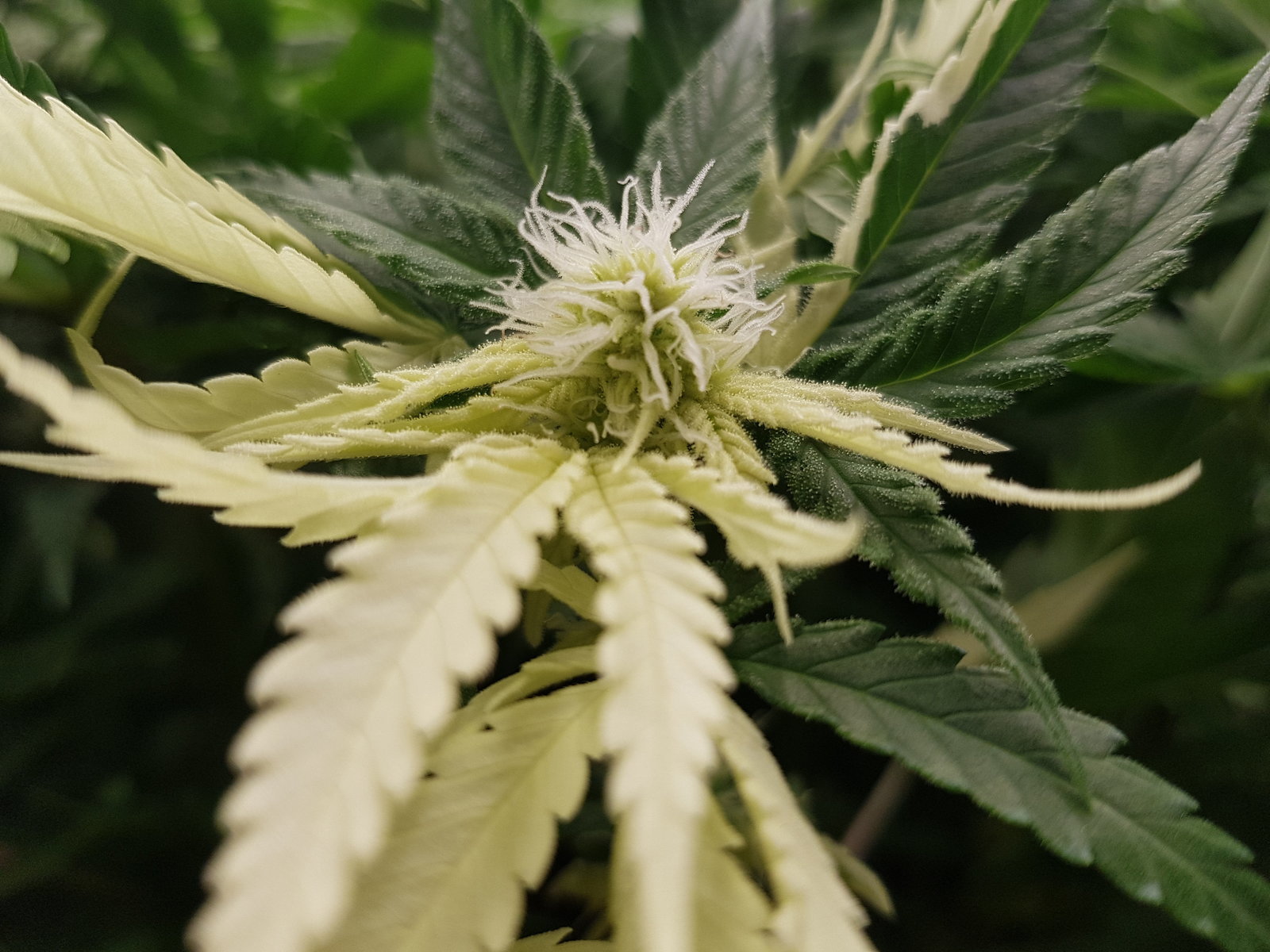 Côté Floraison chez Budy