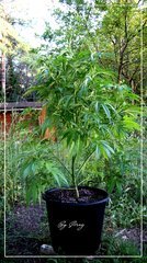AFGHAN OG.JPG