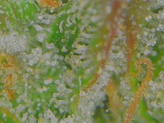 Tue Jul 07 11-12-05.jpg