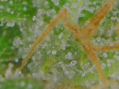 Sun Jul 05 11-27-18.jpg