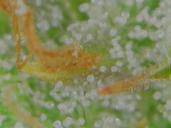 Tue Jul 07 11-08-34.jpg