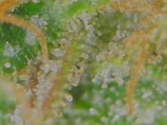 Sun Jul 05 11-26-17.jpg