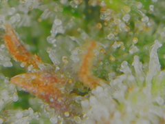 Tue Jul 07 11-09-12.jpg