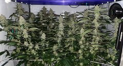 Ripper seeds Wedding cake x Purple Punch (12/12 +40 - à la louche)