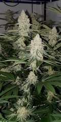 Ripper seeds Wedding cake x Purple Punch (12/12 +40 - à la louche)