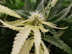 Côté Floraison chez Budy
