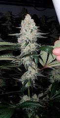 Ripper Seeds Wedding Cake x Purple Punch