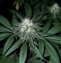 Bohdi Seeds Skylotus
