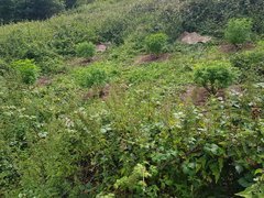 20200703_181824_compress53.jpg