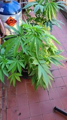 20200713_202233.jpg