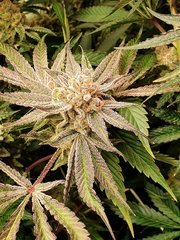 Ripper seeds Wedding cake x Purple punch
