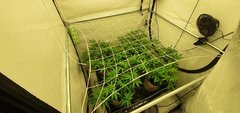 Bohdi Seeds Skylotus FLO +0