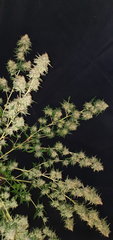 20200729_162947.jpg