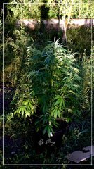 AFGHAN OG + .JPG