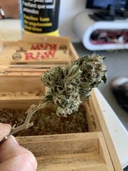 White widow bigbud female seeds