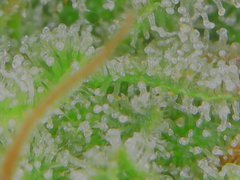 Sun Jul 05 11-25-39.jpg