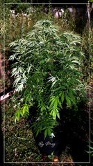 19.07 Afghan OG.JPG