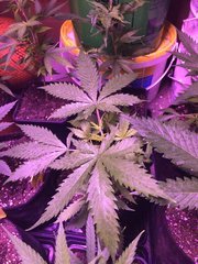 Black Bomb-sweet Love- skunk#1