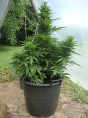 Fraggle skunk