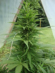 Fraggle skunk
