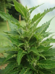 Fraggle skunk