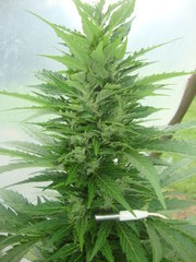 Fraggle skunk