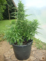 Fraggle skunk