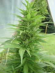 Fraggle skunk