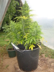 Fraggle skunk