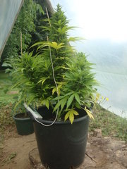 Fraggle skunk