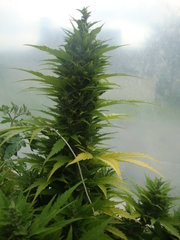 Fraggle skunk