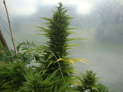 Fraggle skunk